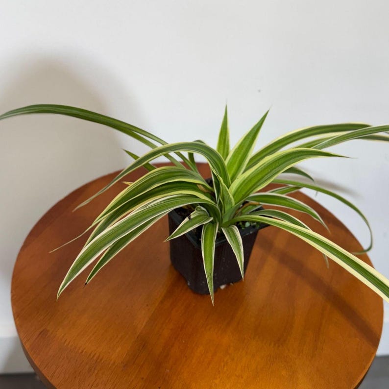 Variegated Spider Plant 2" Grow Pot Chlorophytum Bonnie Chlorophytum comosum Variegatum Live Plant Easy Care Houseplant