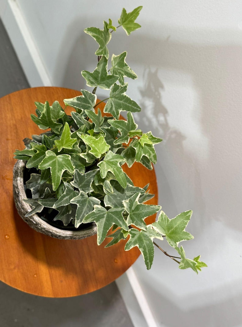 Variegated English Ivy Live Plant 4" Pot - Hedera helix variegata - Easy Care Indoor Climbing Vining Plant for Low Light