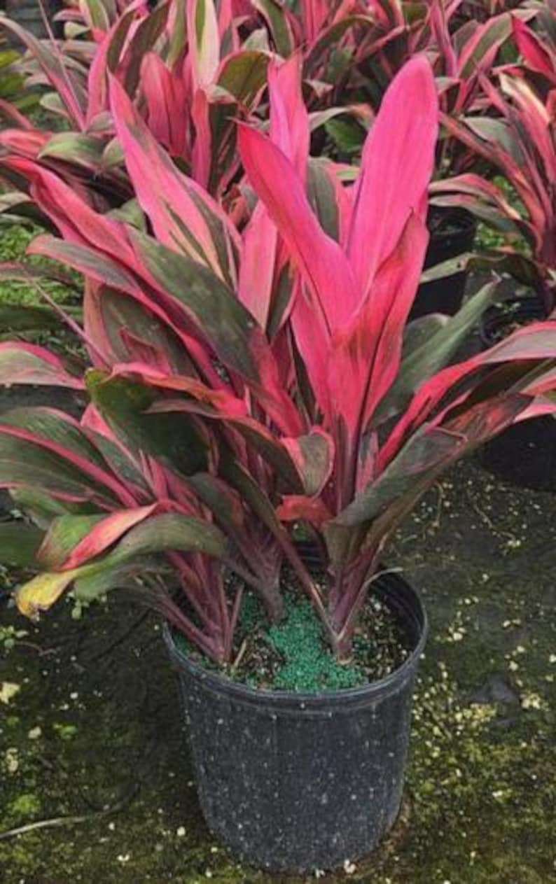 Ti Plant - 3 Gallon - Cordyline fruticosa 'Maria' - Dracaena terminalis - Outdoor Grown - Minor Blemishes May Be Present