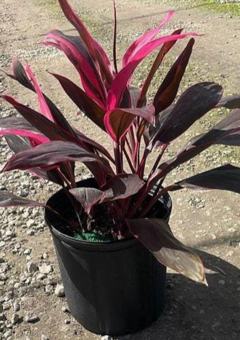 Cordyline fruticosa Red Sister Ti Plant - 3 Gallon - Outdoor Grown Dracaena terminalis - Tropical Houseplant