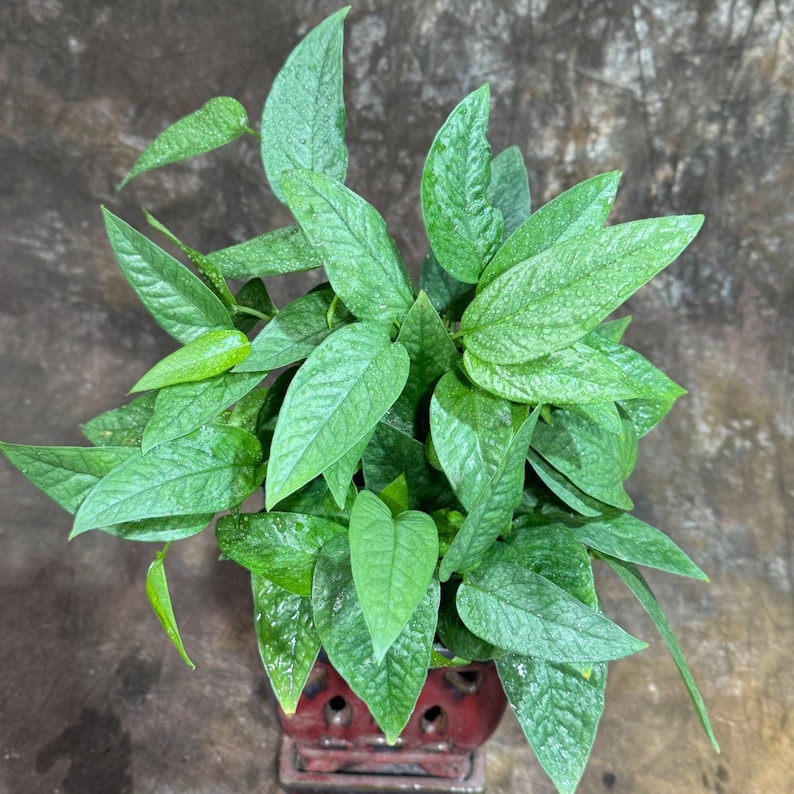 Cebu Blue Pothos Plant in 6" Nursery Pot | Epipremnum Pinnatum | Air Purifying Indoor Houseplant | Low Light Office Plant