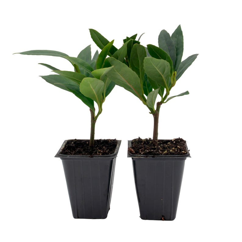 Japanese Blueberry Plants, 2.5" Evergreen Privacy Screen, Elaeocarpus Decipiens, Lush Foliage, Ideal for Hedges, 2-6 Plants