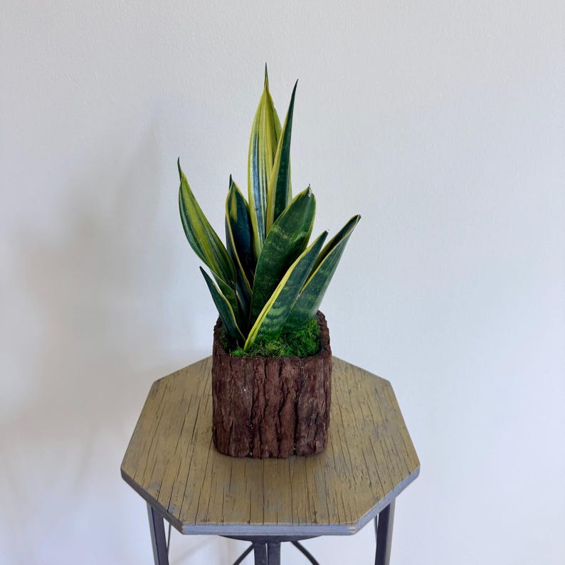 LIVE 6" Sansevieria Golden Flame Snake Plant in Wooden Glass Pot, Elegant Home Decor, Air Purifying Houseplant