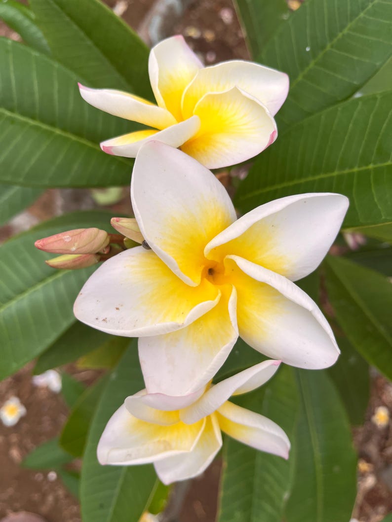 Hawaiian Frangipani Unrooted Cutting 10-12 in Yellow Plumeria 'Cindy Moragne' (Plumeria spp.) - Tropical Exotic Plant