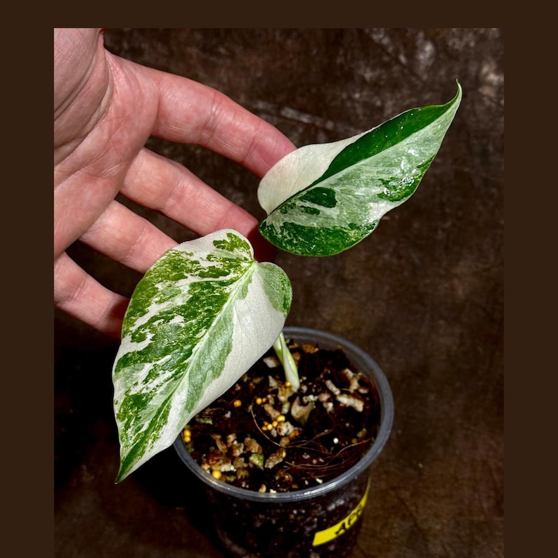 Variegated Monstera Albo Plant - Rare White Borsigiana - Baby Leaf Indoor Plant - Exact Plant from US Seller - Monstera Deliciosa