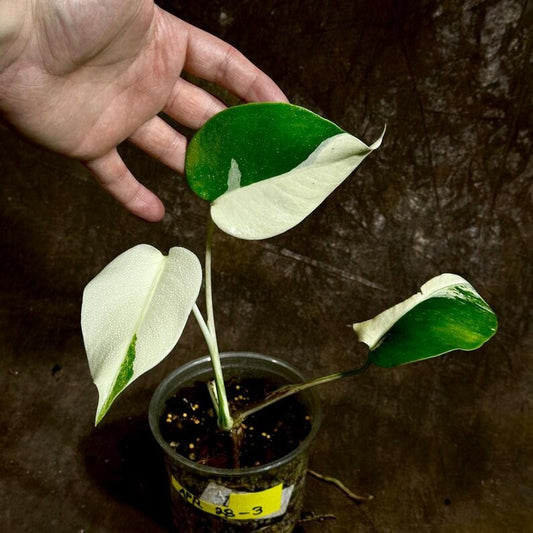 Variegated Monstera Albo Plant - Rare White Monstera Borsigiana - Baby Leaf - Indoor Houseplant - Exact Plant - US Seller