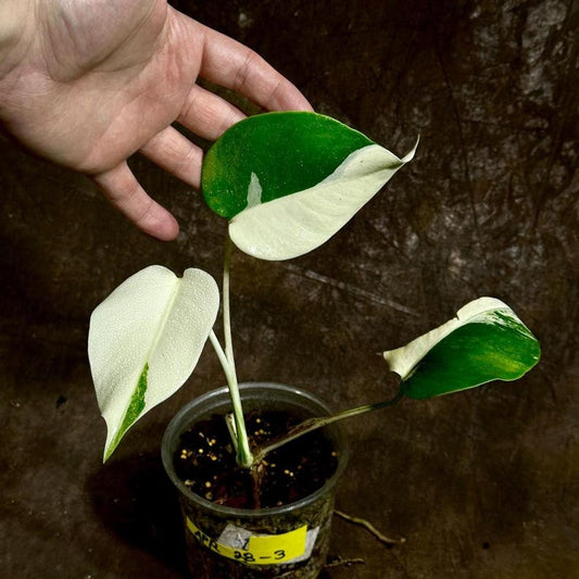 Variegated Monstera Albo Plant - Rare Indoor White Monstera Albo Borsigiana - Baby Leaf - Exact Plant - US Seller