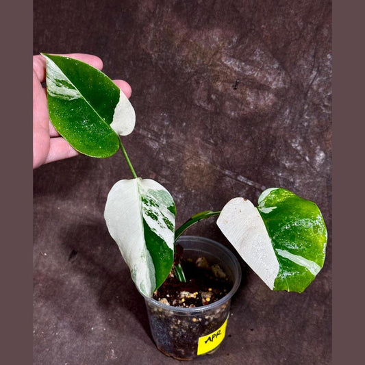 Variegated Monstera Albo Plant - Rare White Monstera Borsigiana - Indoor Houseplant - Exact Plant - US Seller - Tropical Greenery