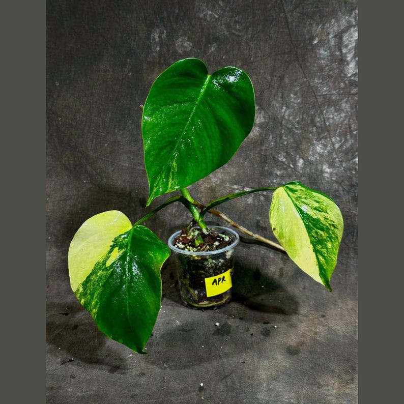 Monstera Aurea Variegated Borsigiana Potted Plant - Unique Green & Yellow Leaves - Monstera Marmota - Rare Tropical Houseplant