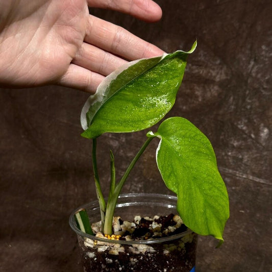 Variegated Monstera Albo Plant - Rare White Borsigiana - Baby Leaf Indoor Plant - Exact Plant by US Seller - Houseplant Decor
