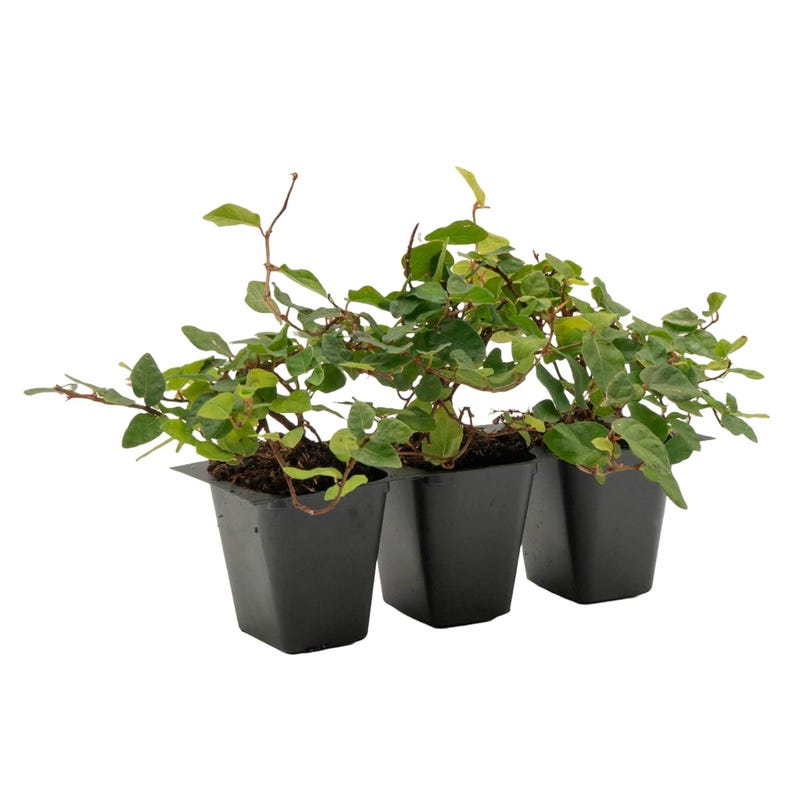 Creeping Fig Plants - 2.5" Ficus Repens - Fast-Growing Climbing Vine for Topiaries & Ground Cover - Live Indoor/Outdoor Decor