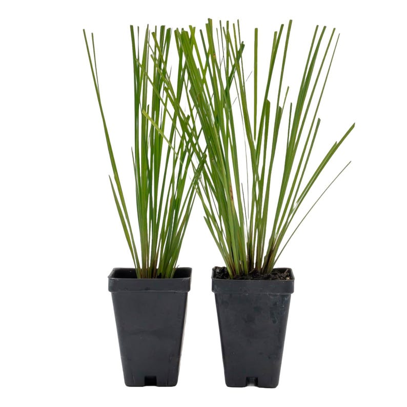 Lomandra Longifolia Live Plants - 2.5” Nursery Cubes - Drought-Tolerant Ornamental Grass for Borders & Ground Cover