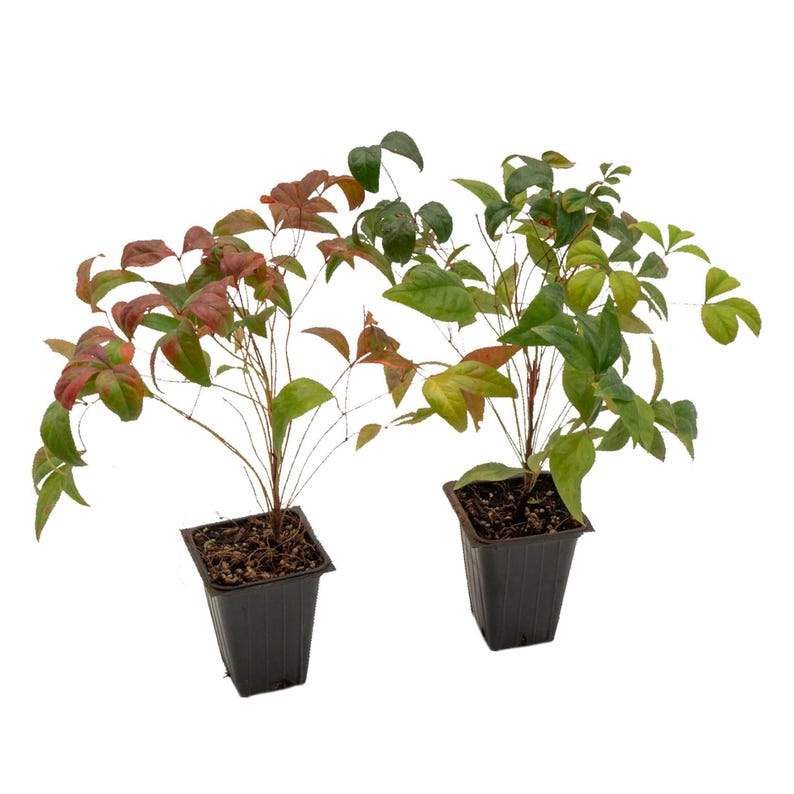 Nandina Fire Power Live Plants in 2.5” Cubes – Vibrant Red Foliage, Low-Maintenance Shrub (Nandina Domestica)