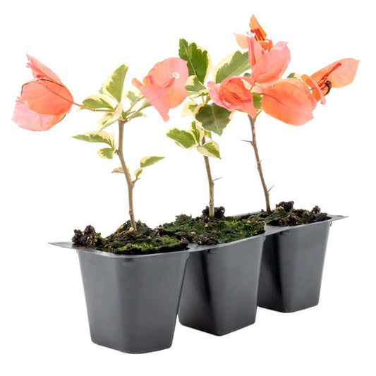 Bougainvillea Plants - 2.5" Bengal Orange - Vibrant Orange Blooms - Drought-Tolerant Climbing Vine, Shrub - Bougainvillea glabra