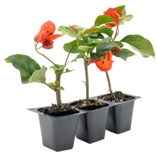 Bougainvillea Plant 2.5" Live San Diego Red Fast-Growing Tropical Vine (Bougainvillea spp.) - Pollinator Magnet, Low-Maintenance