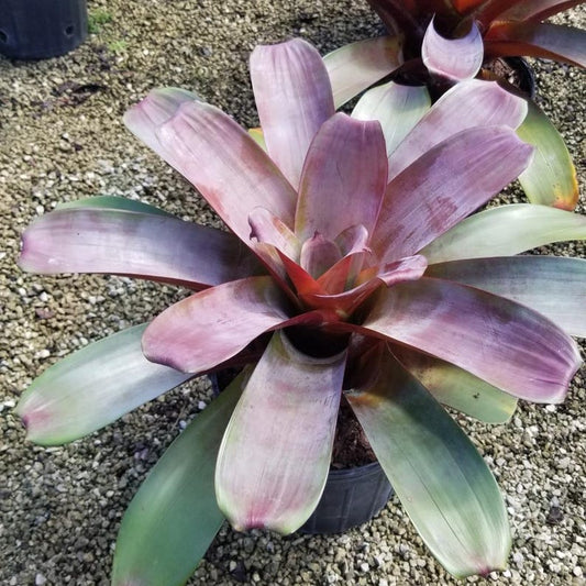 Alcantarea Julietta Bromeliad - Live Plant - Vriecantarea - Outdoor Grown - Minor Blemishes Possible - Pest Inspected