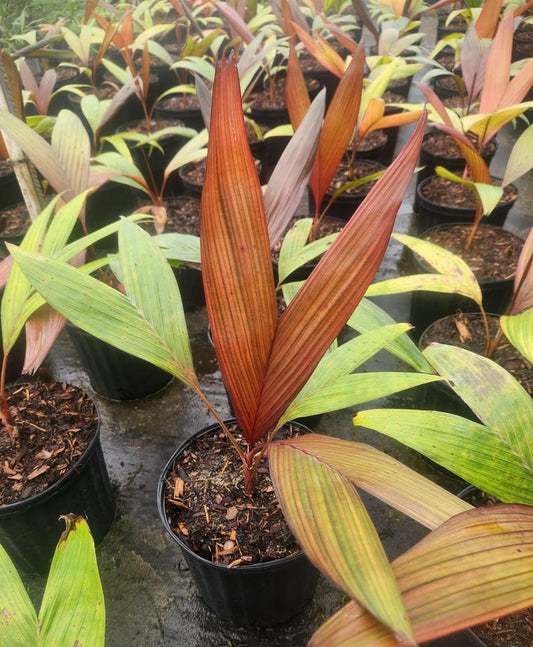Areca Vestiaria Live Plant - Maroon Leaf - Tropical Indoor Houseplant - Outdoor Grown - Pest Inspected
