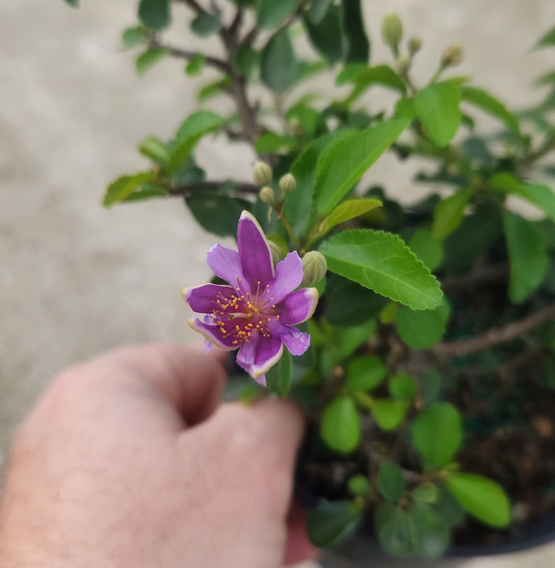 Crossberry Bonsai Starter Plant - Grewia occidentalis - Live Outdoor Plant - Pre-Bonsai - Minor Blemishes Expected