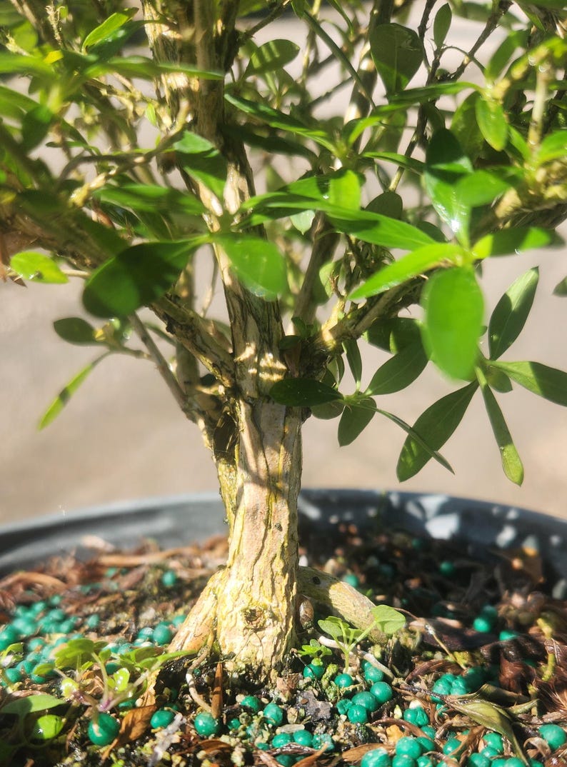 Serissa Japonica Bonsai Start - Live Pre Bonsai Plant - Outdoor Grown - Minor Blemishes - Ideal for Garden & Home Decor