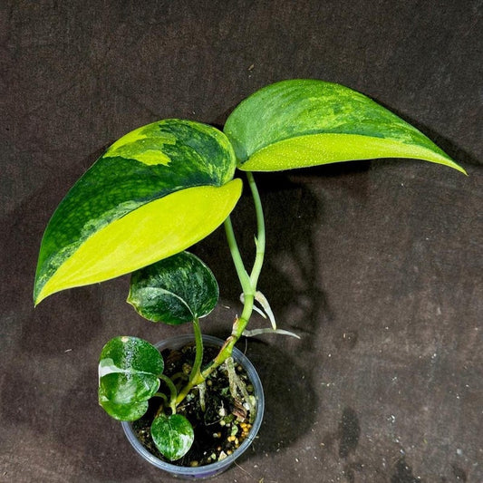 Variegated Scindapsus Pictus 'Jade Satin' Plant in Nursery Pot | Rare Collector Houseplant | Heart-Shaped Leaves with Creamy Variegation