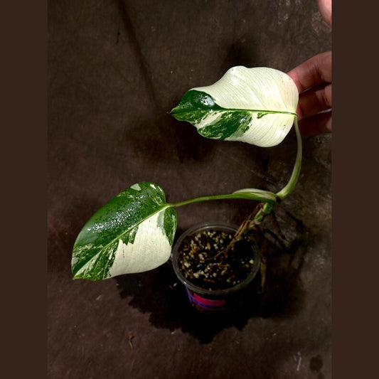 Variegated Monstera Albo Plant - Rare White Borsigiana - Exact Plant - Indoor Tropical Houseplant - US Seller