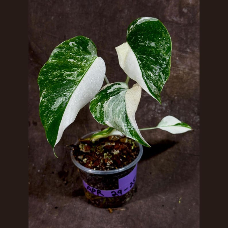 Variegated Monstera Albo Plant - Baby Indoor Plant - White & Green Borsigiana - Exact Plant - Rare Houseplant - US Seller