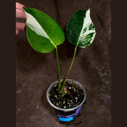 Variegated Monstera Albo Plant - Rare White Borsigiana - Baby Leaf Houseplant - Exact Plant - Indoor Greenery - US Seller
