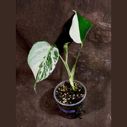 Variegated Monstera Albo Plant - Baby Size - Rare White Monstera Borsigiana - Exact Plant - Indoor Houseplant - US Seller