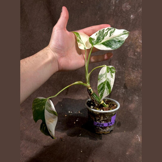 Variegated Monstera Albo Plant - Baby Indoor Plant - Rare White Monstera Borsigiana - Exact Plant - US Seller