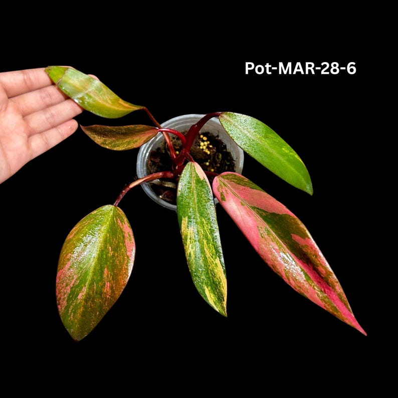 Variegated Philodendron Strawberry Shake Plant - Rare Houseplant - Philodendron Strawberry Shake - Perfect for Collectors