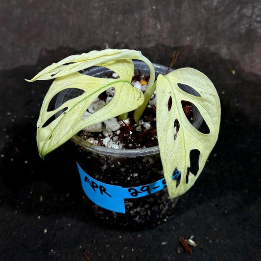 Variegated Monstera Adansonii Mint Plant - Rare Indonesian Marble - Potted Houseplant - Monstera Adansonii (Mint)