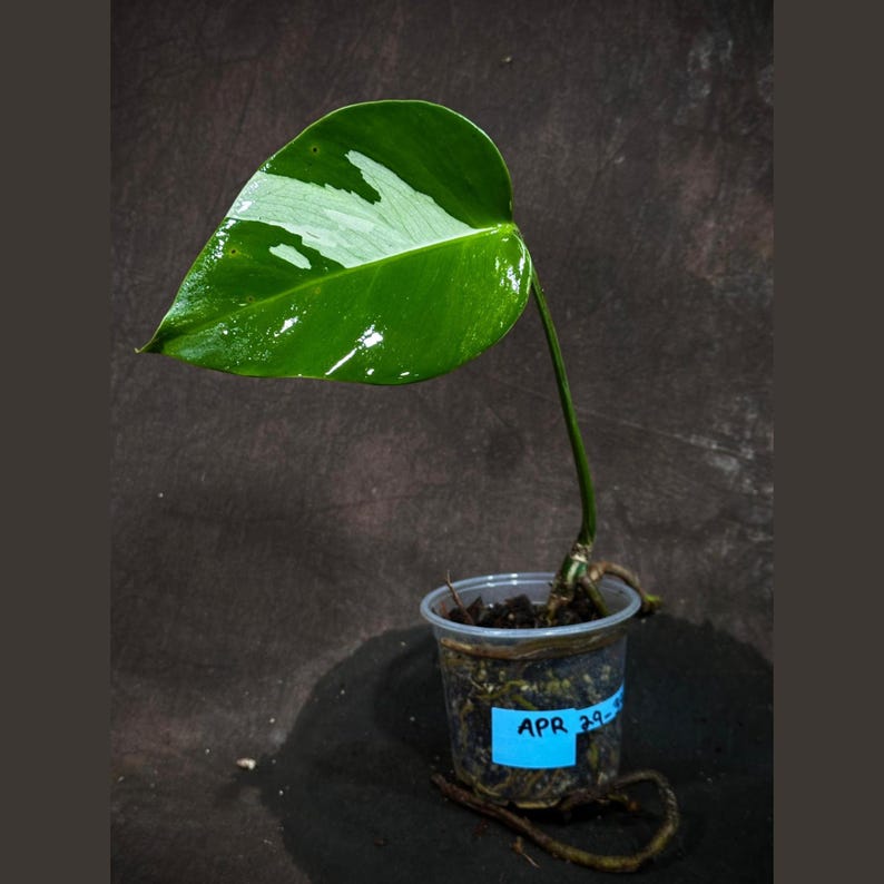 Variegated Monstera Albo Plant - Rare White Borsigiana - Baby Leaf Indoor Plant - Monstera Deliciosa Albo - Exact Plant - US Seller