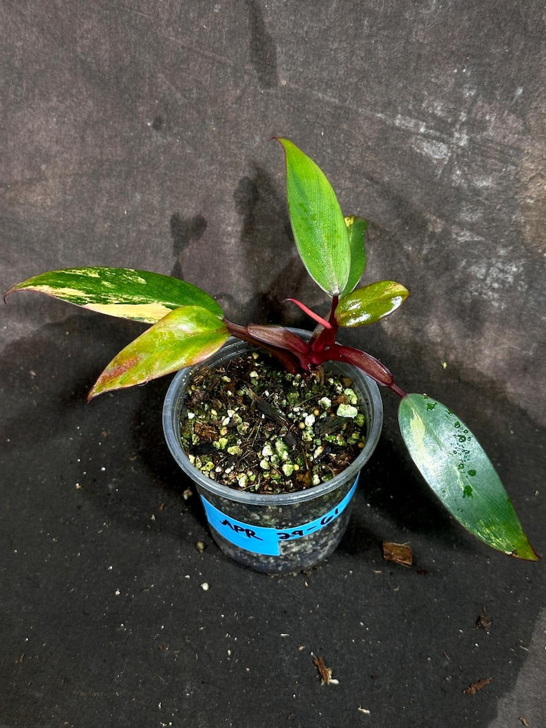 philodendron bulb Variegated Philodendron Strawberry Shake Plant - Rare Houseplant - Heart-Shaped Leaves