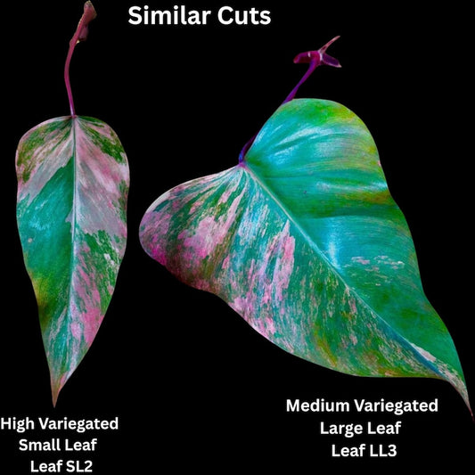 Variegated Philodendron Strawberry Shake Plant - Rare Houseplant with Unique Leaves - Philodendron 'Strawberry Shake'