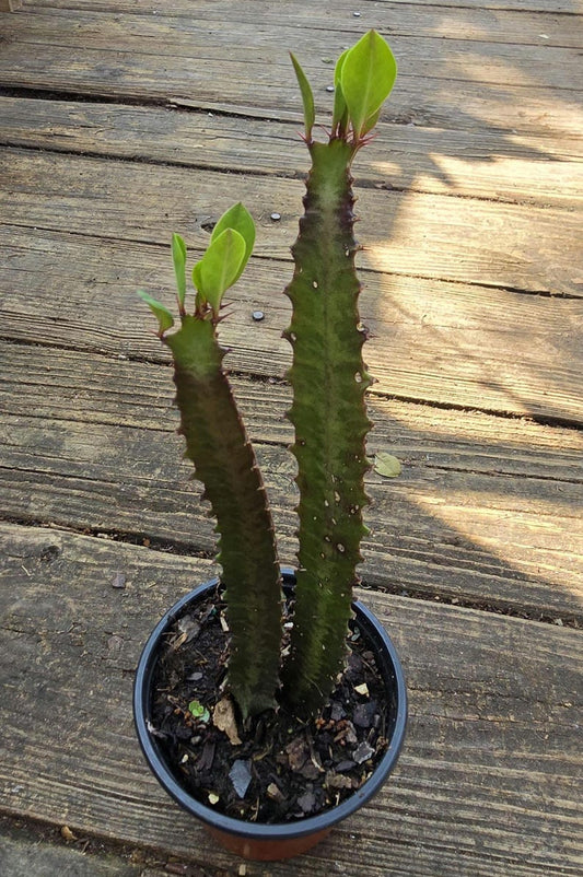 African Milk Tree Plant 8-12 in Euphorbia trigona Cathedral Cactus Succulent Houseplant Central Africa