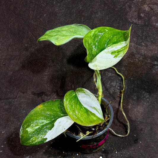 Variegated Scindapsus Pictus 'Jade Satin' Plant in Nursery Pot | Rare Collector Potted Plant | Heart-Shaped Leaves