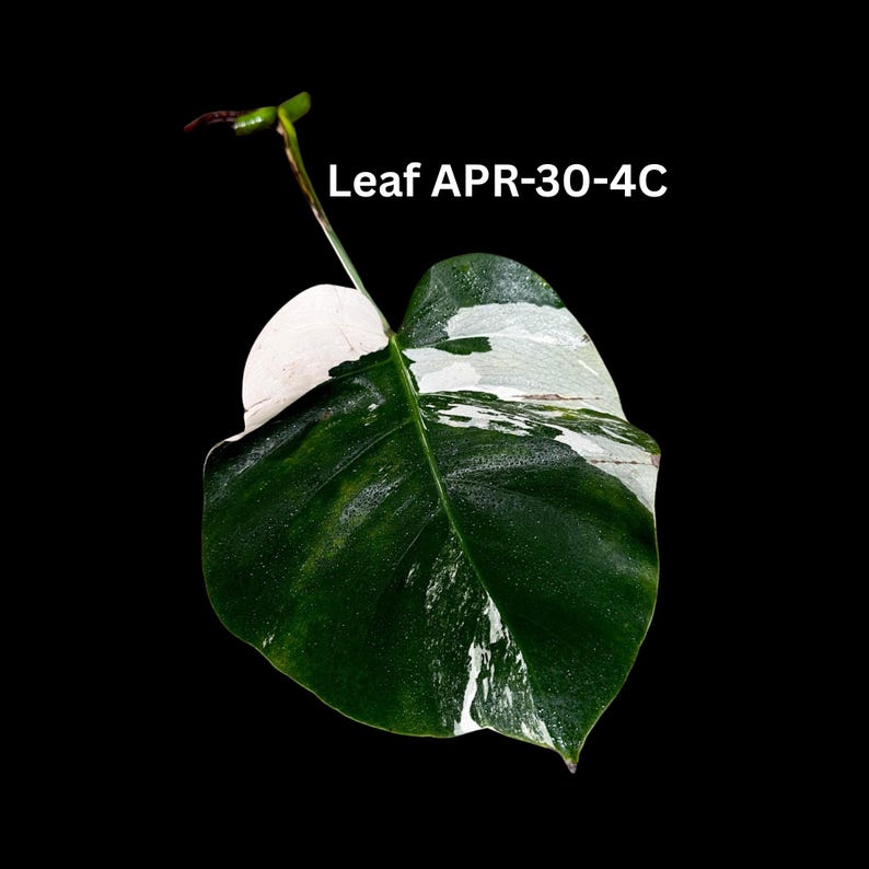 monstera albo cutting Variegated Monstera Albo Cutting