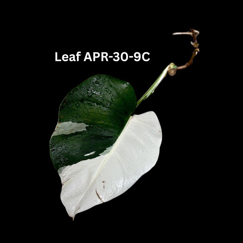 Variegated Monstera Albo Cutting - Rare White Monstera Borsigiana - Unique Half-Moon Leaf - Monstera Deliciosa Variegata
