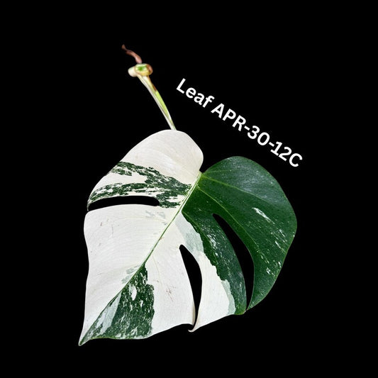 Variegated Monstera Albo Cutting - Rare White Monstera Borsigiana Albo - Monstera deliciosa - US Seller - Same as Images