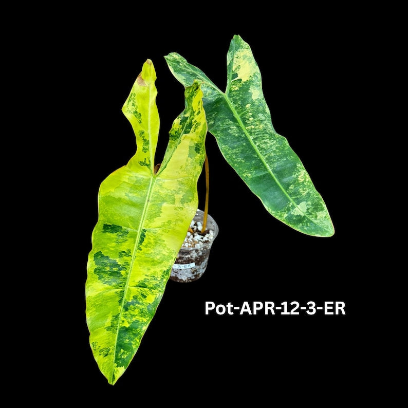 Philodendron Billietiae Variegated Plant - Large Pot - Rare Collector Plant - Tropical Foliage - US Seller