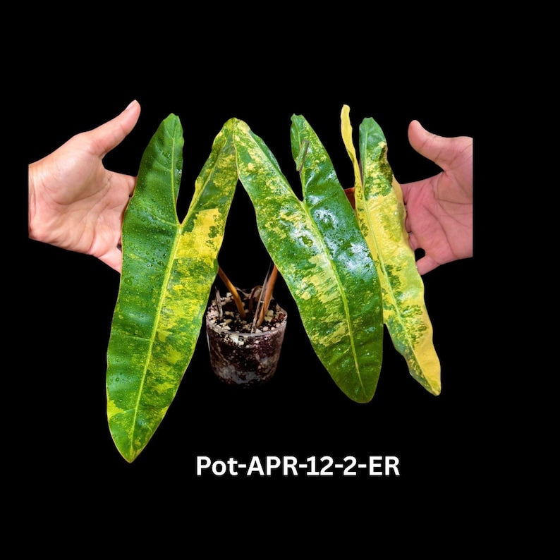 Philodendron Variegated Billietiae Plant - Rare Tropical Collector - Large Glossy Leaves - US Seller - Exact Same Plant