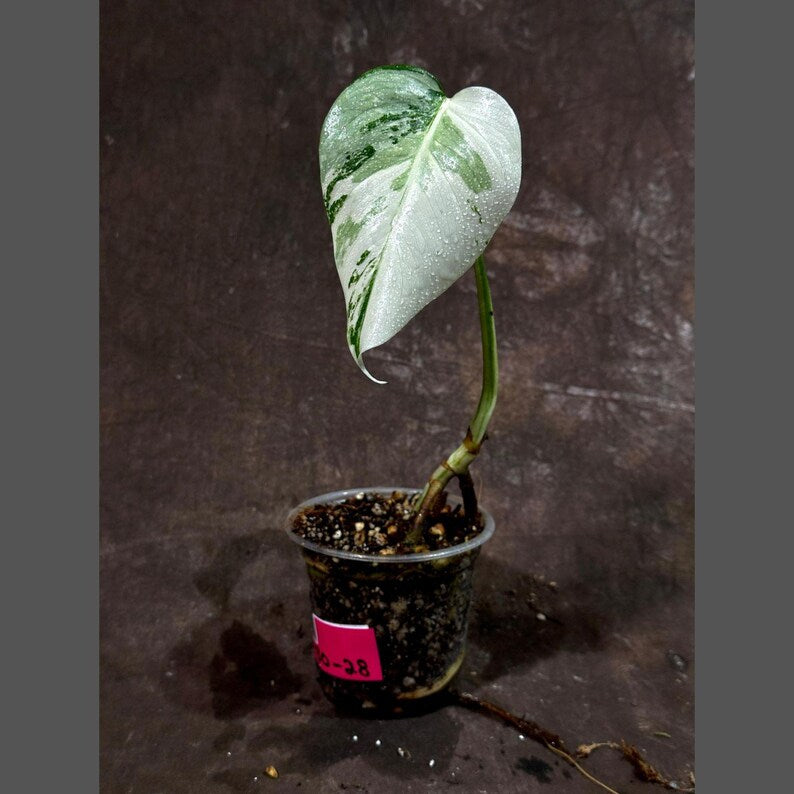 Variegated Monstera Albo Plant - Baby Leaf - Rare White Monstera Albo Borsigiana - Indoor Plant - Exact Plant - US Seller