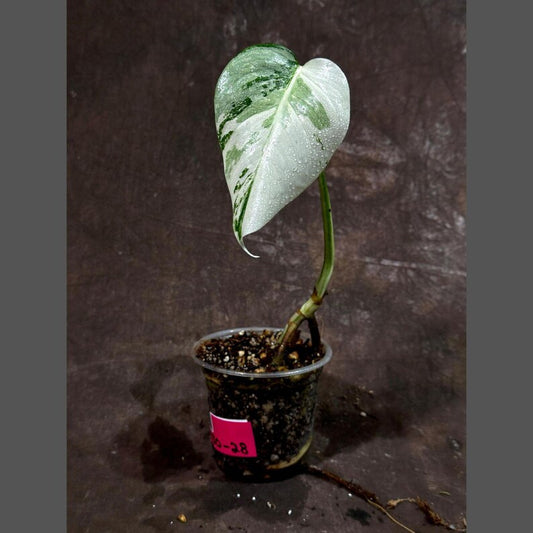 Variegated Monstera Albo Plant - Baby Leaf - Rare White Monstera Albo Borsigiana - Indoor Plant - Exact Plant - US Seller