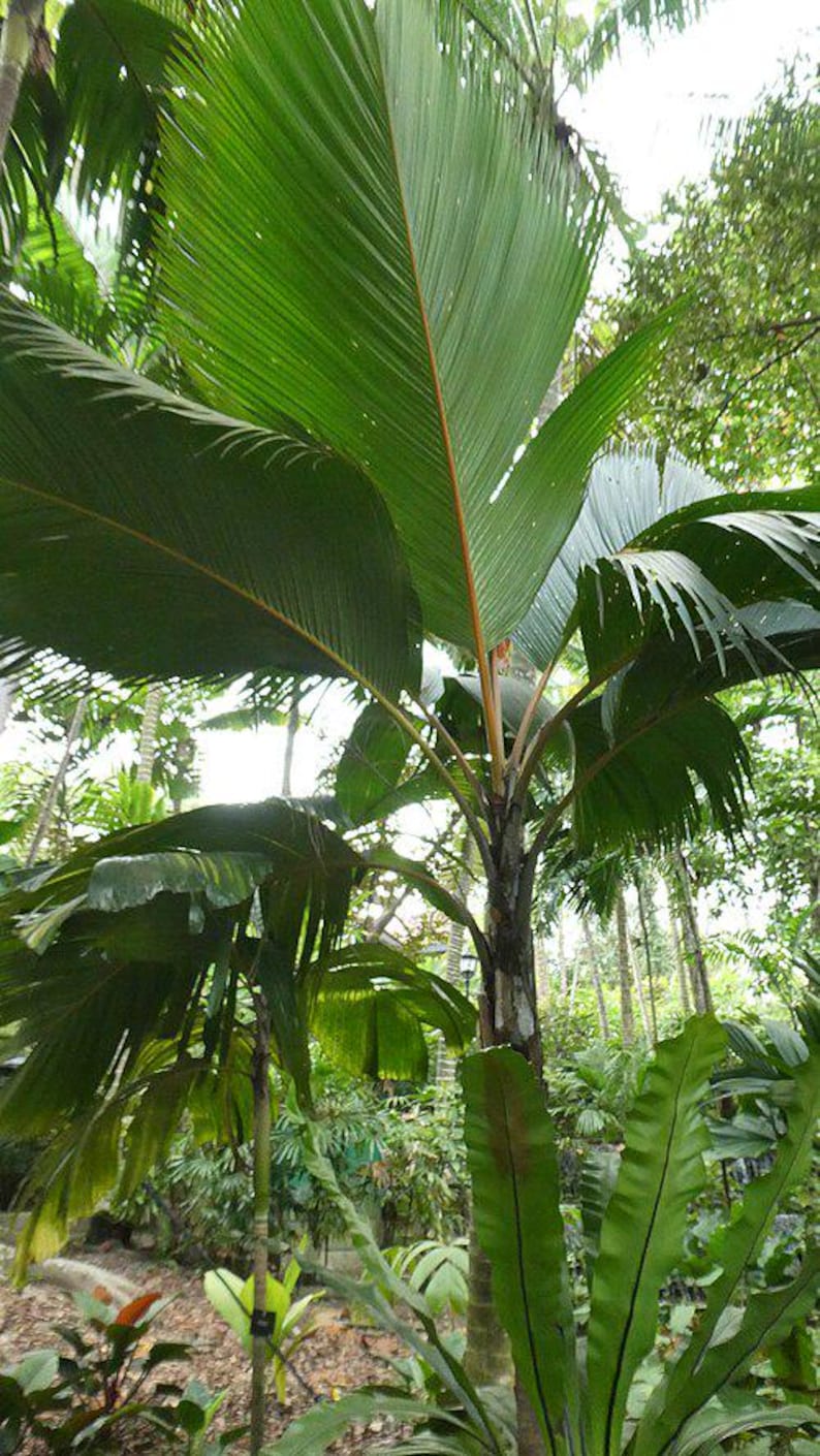 Live Phoenicophorium borsigianum Plant - Outdoor Grown, Minor Blemishes - Tropical Palm for Home and Garden Decor