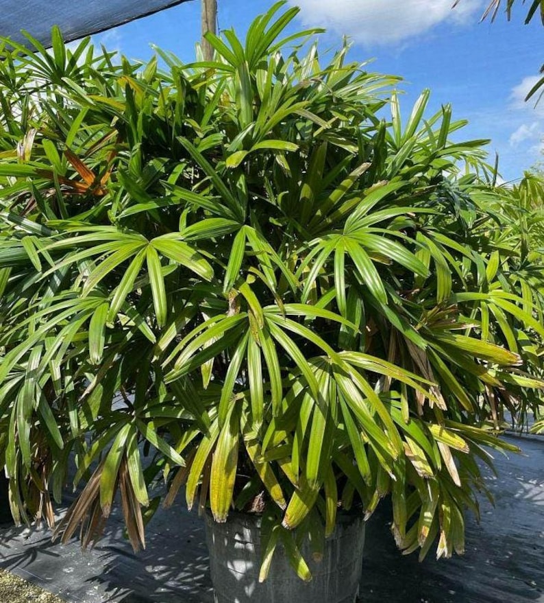 Lady Palm Live Plant - Rhapis Excelsa - Outdoor Grown with Minor Blemishes - Ideal for Indoor Decor and Air Purification