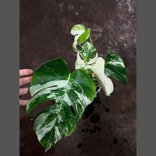 Variegated Monstera Albo Plant - Rare White Monstera Borsigiana - Indoor Houseplant - Exact Plant - Perfect for Home Décor