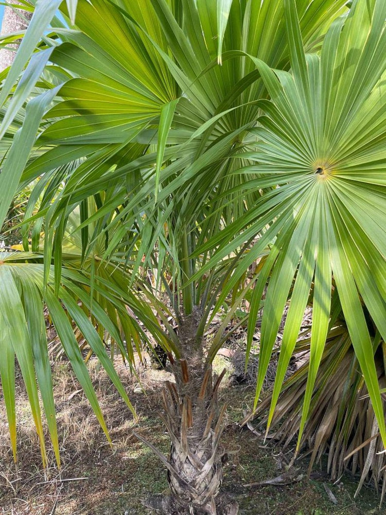 Florida Thatch Palm Live Plant - Thrinax radiata - Outdoor Grown - Minor Blemishes - Ideal for Tropical Gardens