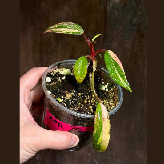 Variegated Philodendron Strawberry Shake Plant - Rare Collector Houseplant - Philodendron Strawberry Shake