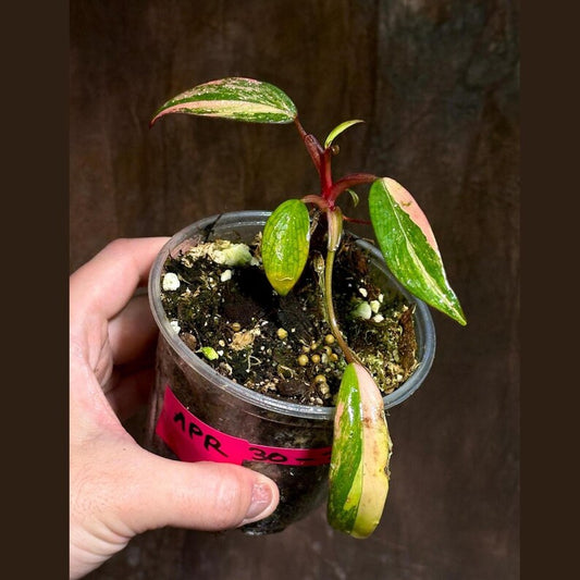 Variegated Philodendron Strawberry Shake Live Plant - Rare Collector Plant - Heart-Shaped Leaves - Philodendron erubescens