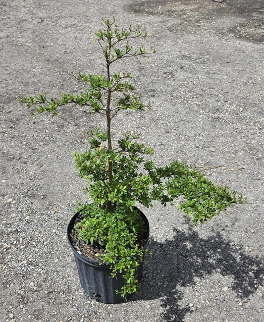 Bonsai Start Bucida Spinosa - Spiny Black Olive - Live Outdoor Plant - Pre Bonsai - Minor Blemishes